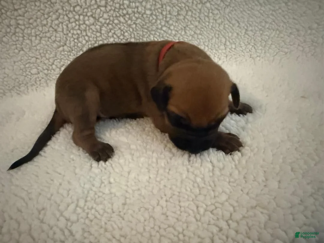 Rhodesian Ridgeback dogs for sale: Rhodesian Ridgeback 6 - Ad 1