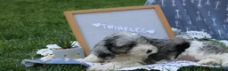 Cavapoo dogs for sale: Twinkles - Ad 4