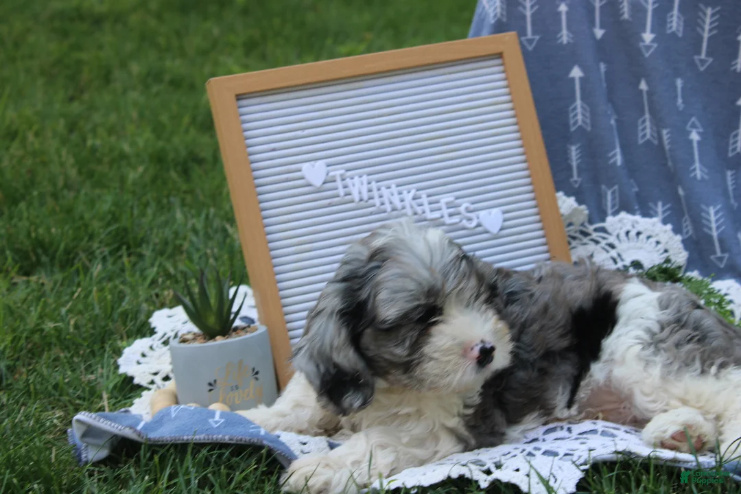 Cavapoo dogs for sale: Twinkles - Ad 4