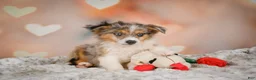 Miniature Australian Shepherd dogs for sale: Alex - Ad 5
