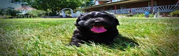 Havapoo dogs for sale: Isabella - Ad 18