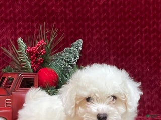 Bichon Frise dogs Rover - Ad 10