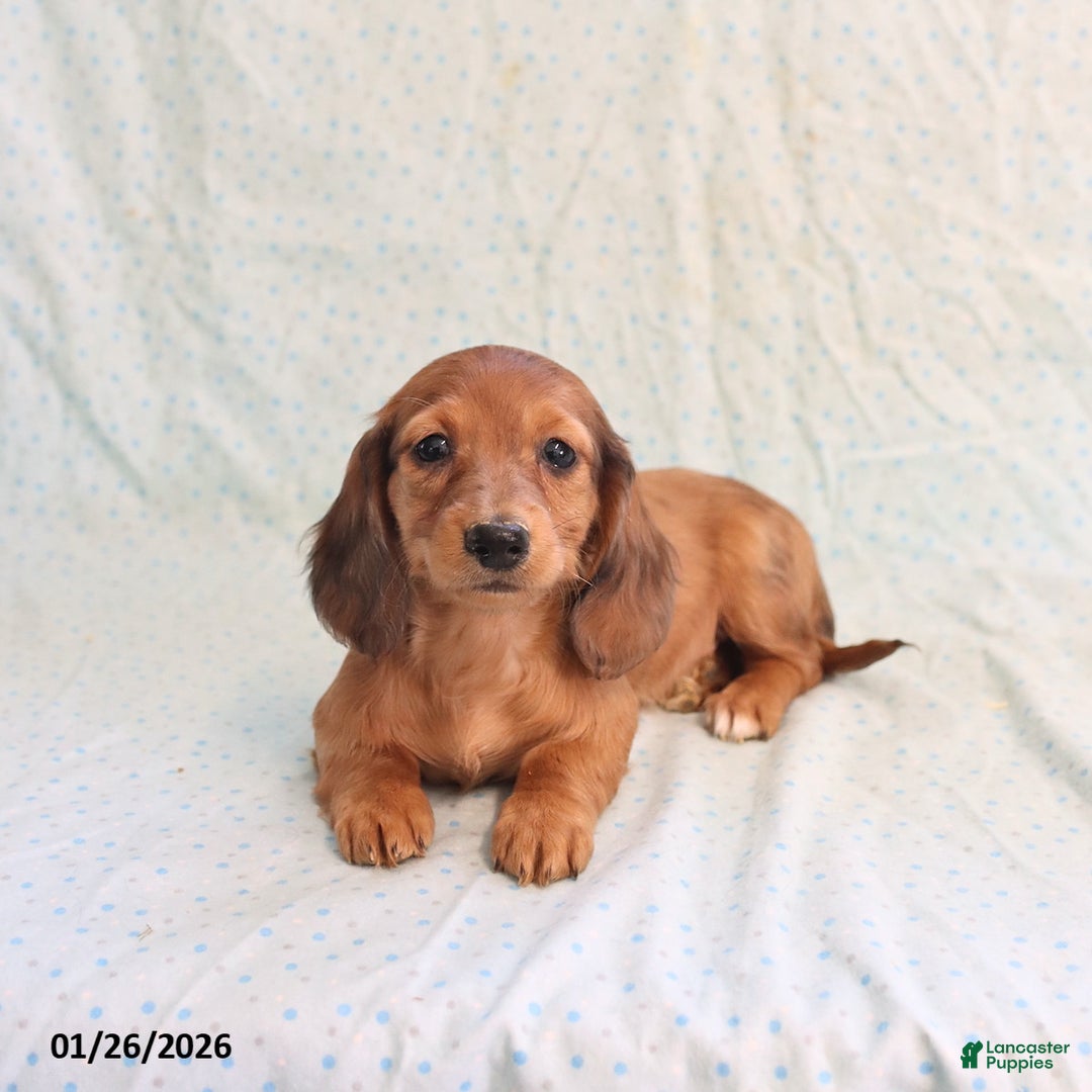 Miniature Dachshund dogs for sale: Jack   - Ad 3