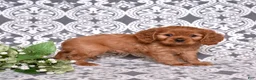 Cavalier King Charles Spaniel dogs for sale: Charlie  - Ad 6