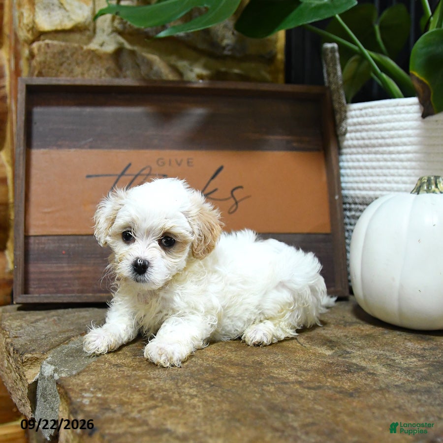 Maltipoo dogs Xeno - Ad 2