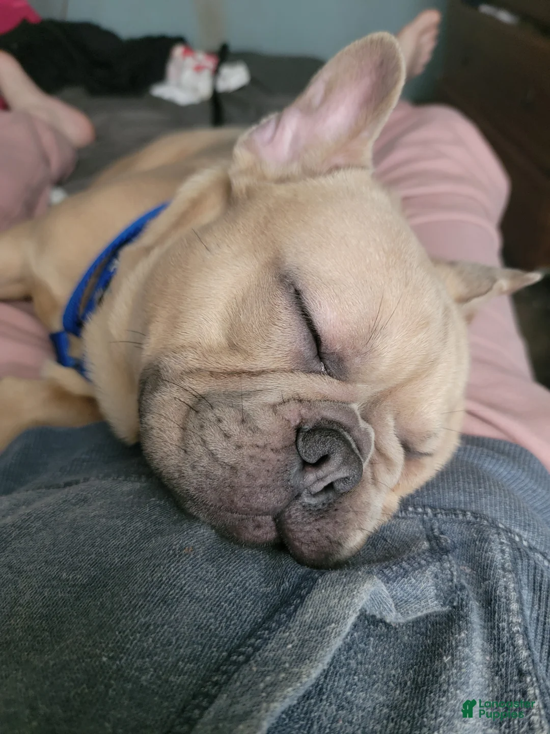 Gallery Image {{count}}