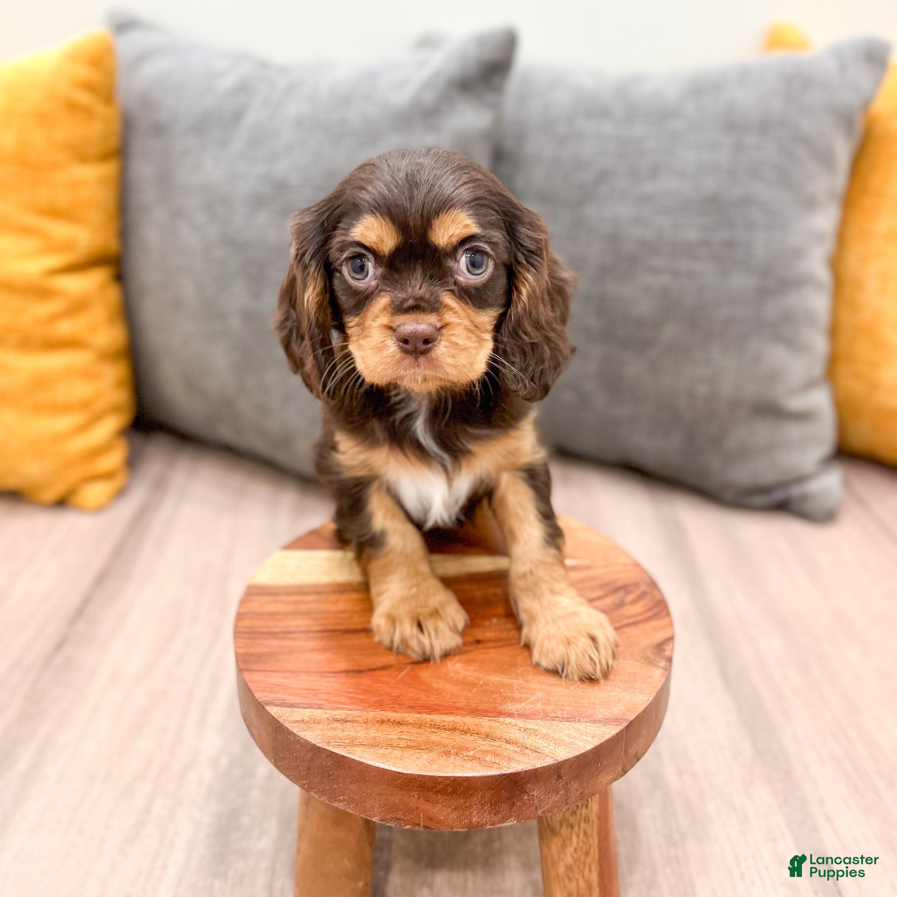 Cavalier King Charles Spaniel dogs Chico - Ad 2