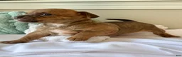 Chihuahua dogs for sale: Sully - Ad 1