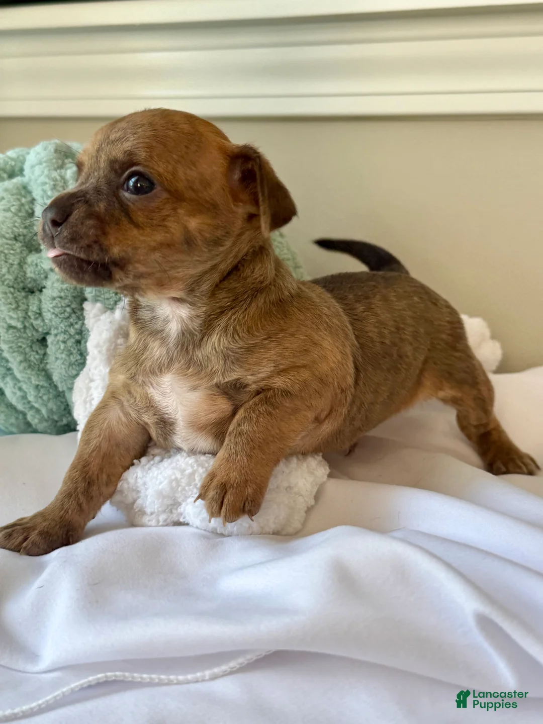 Chihuahua dogs for sale: Sully - Ad 1