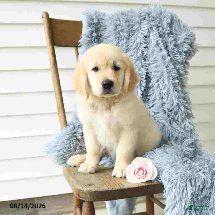 Golden Retriever dogs Bella   - Ad 1