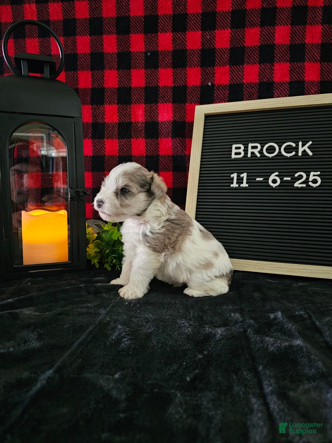 Miniature Schnauzer dogs for sale: Brock - Ad 7