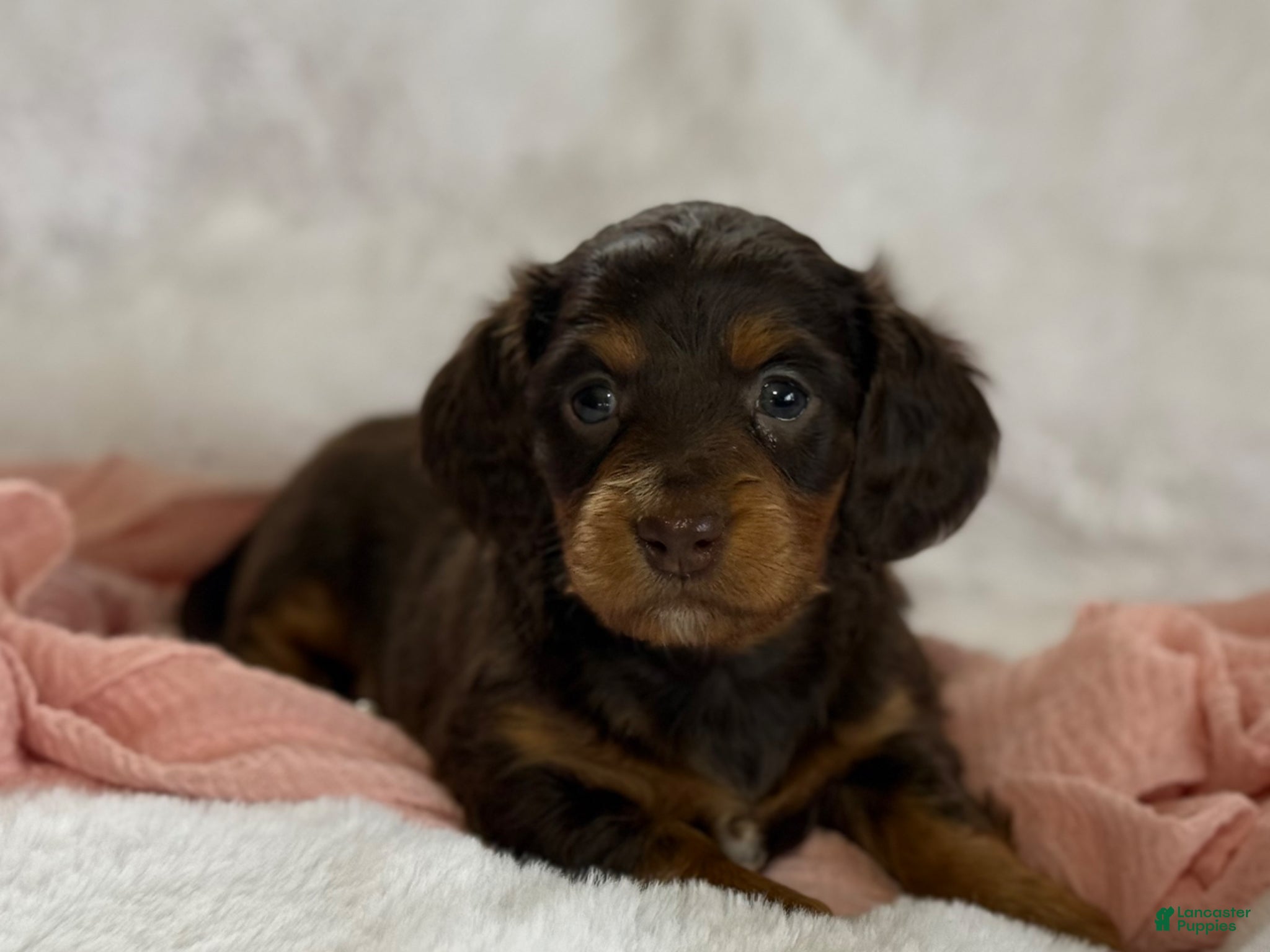 Miniature Dachshund dogs Gracie  - Ad 2