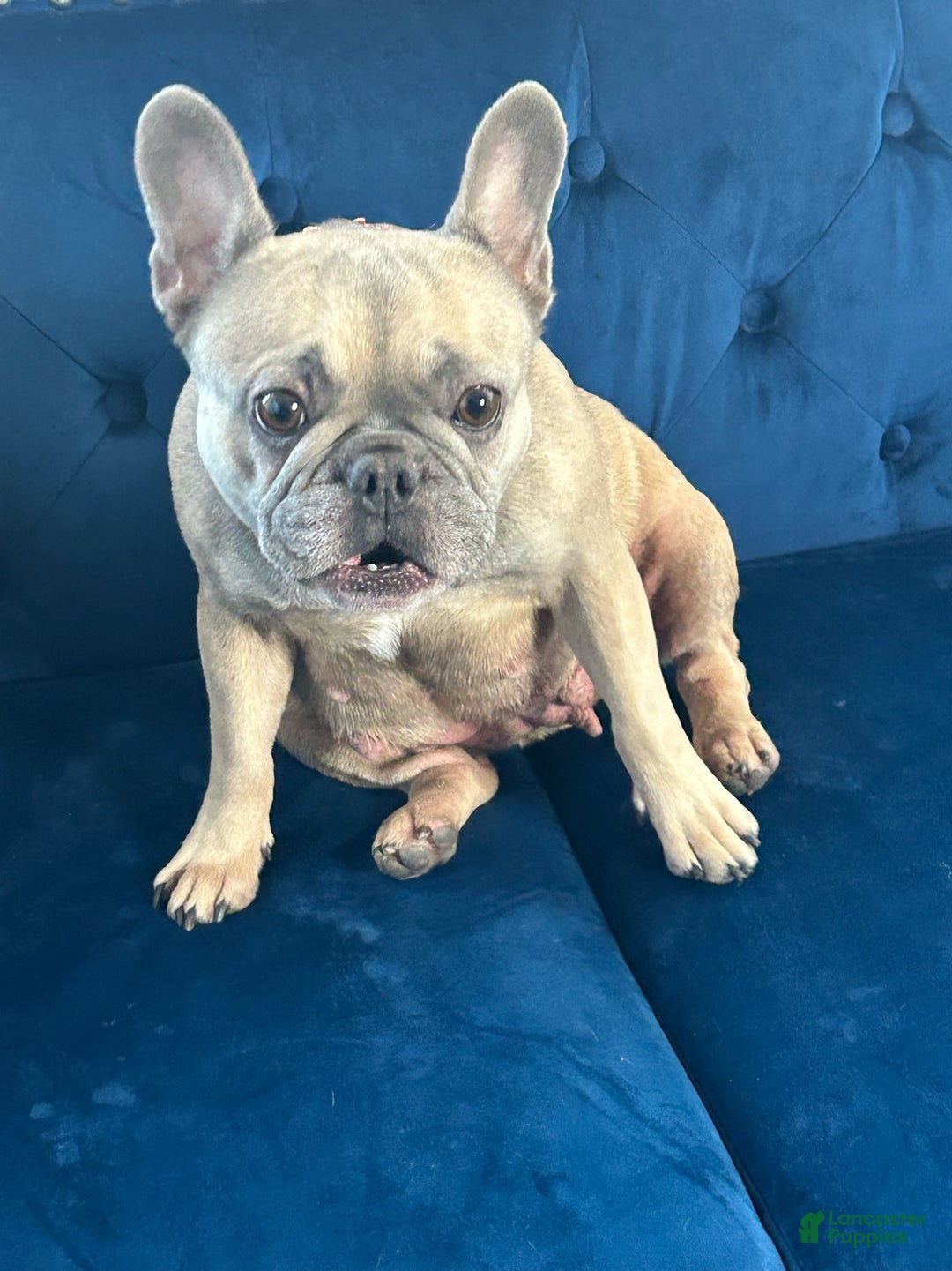 Gallery Image {{count}}