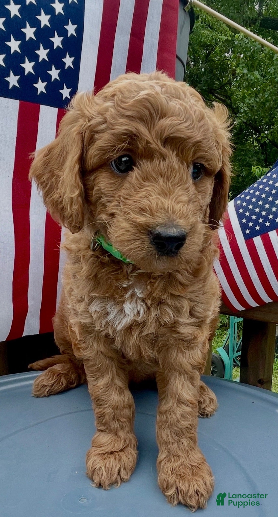 Mini Goldendoodle dogs Mini - Medium Goldendoodle  - Ad 14