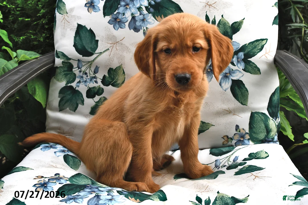 Golden Retriever dogs for sale: Marshall - Ad 3