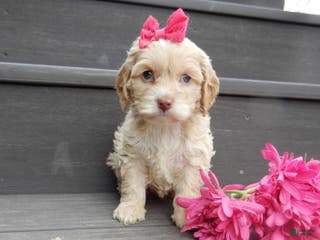 Cockapoo dogs Gracie - Ad 42