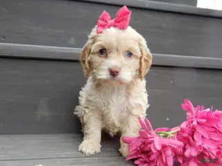 Cockapoo dogs Gracie - Ad 8