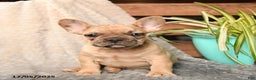 French Bulldog dogs for sale: Snickers - Ad 2