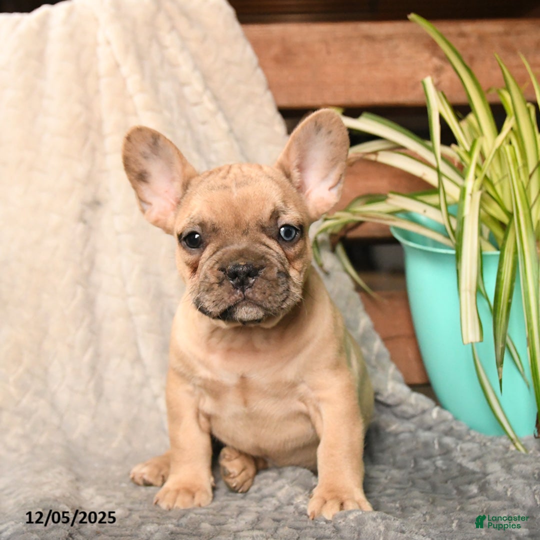 French Bulldog dogs for sale: Snickers - Ad 2