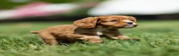 Cavalier King Charles Spaniel dogs for sale: Jasper Cavalier King Charles Spaniel  - Ad 10