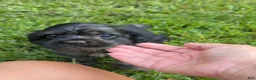 Cocker Spaniel dogs for sale: Cocker Spaniel 1 - Ad 2