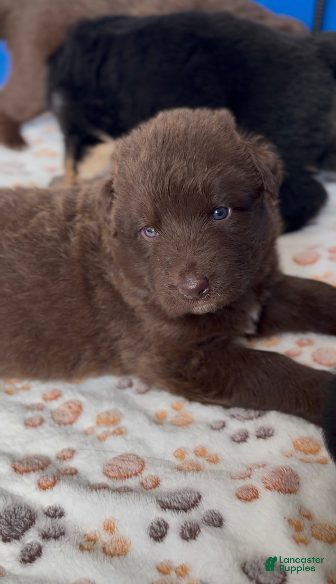 German Shepherd dogs for sale: Dandelion - Solid Liver Male  - Ad 4