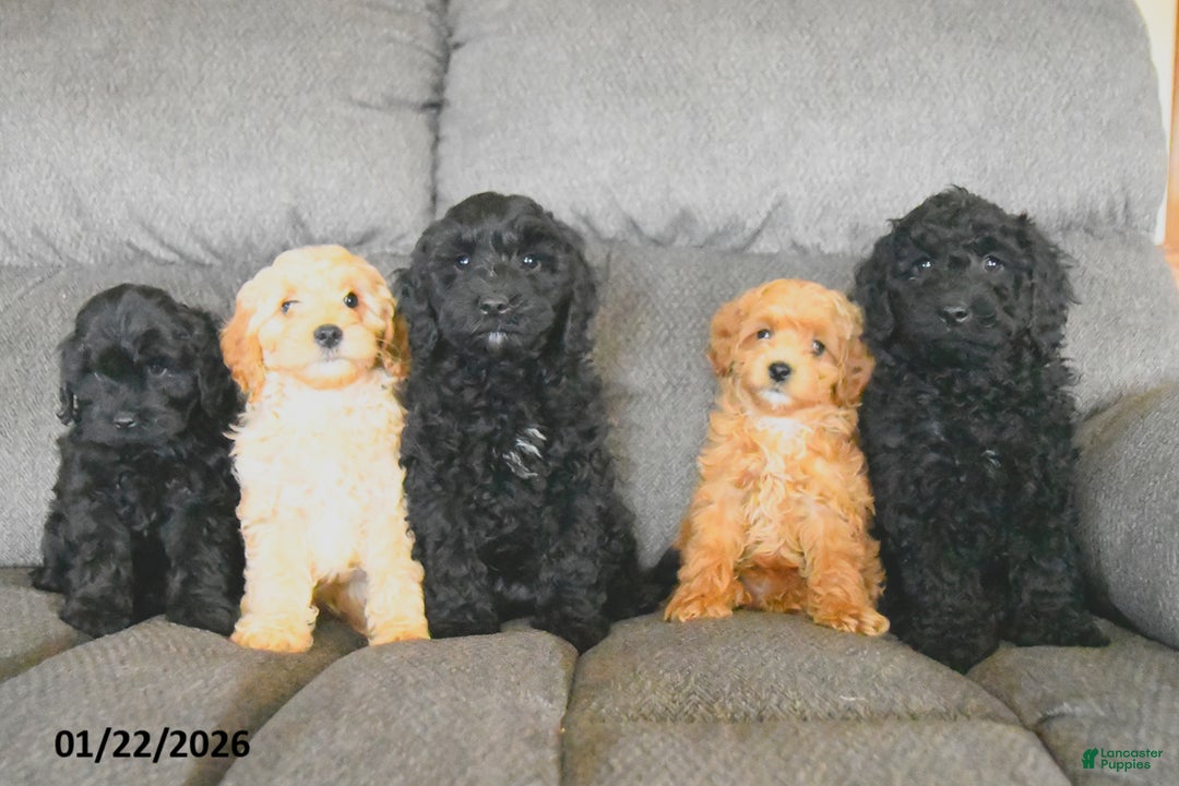 Cockapoo dogs for sale: Meadow  - Ad 5