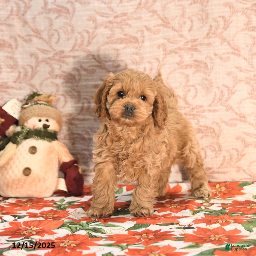 Cockapoo dogs Joy - Ad 13