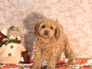 Cockapoo dogs Joy - Ad 3