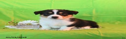 Welsh Corgi Pembroke dogs for sale: Prince    - Ad 3