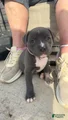American Pit Bull Terrier Puppy 2