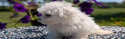 Maltese dogs for sale: Tessa - Ad 7