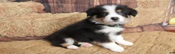 Australian Shepherd dogs for sale: Dawn  - Ad 2