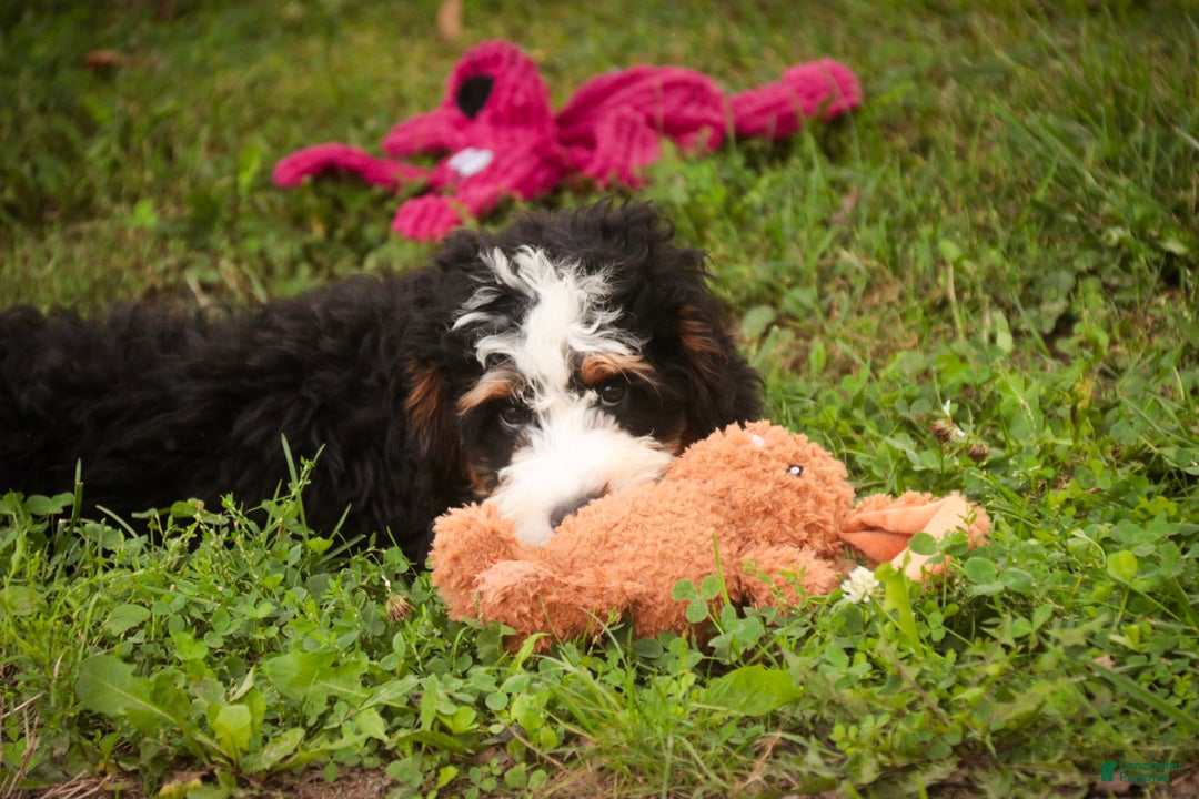 Mini Bernedoodle dogs Mooney Mini Bernedoodle  - Ad 2