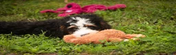 Mini Bernedoodle dogs for sale: Mooney Mini Bernedoodle  - Ad 7