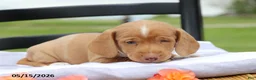Miniature Dachshund dogs for sale: Amigo - Ad 3