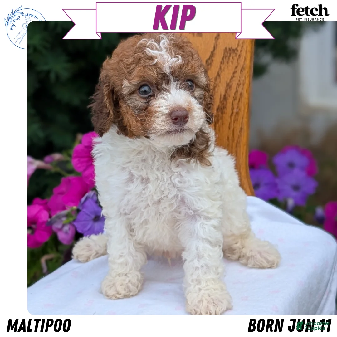 Maltipoo dogs for sale: Kip - Ad 1