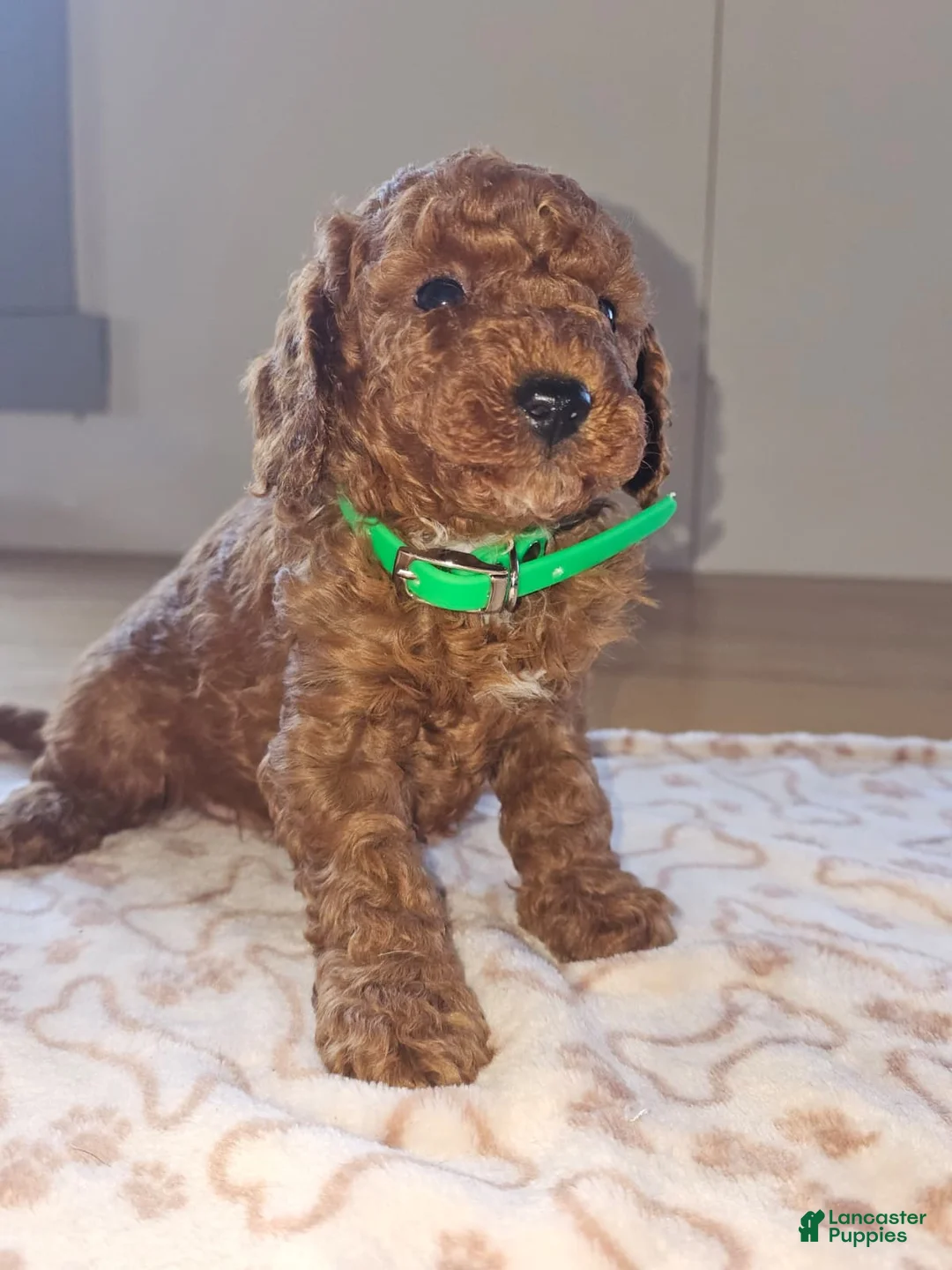 Miniature Poodle dogs for sale: Elvis - Ad 2