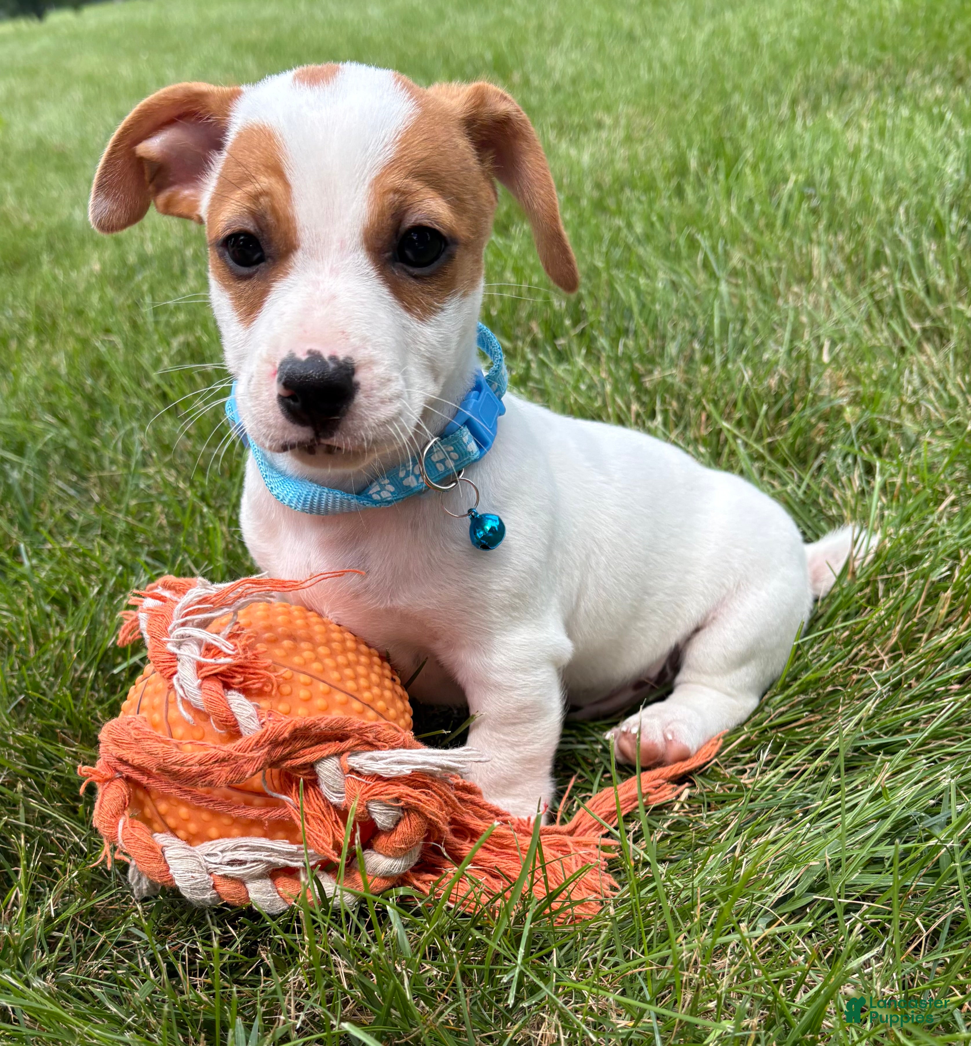 Jack Russell Terrier dogs Rio - Ad 1