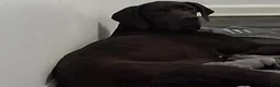 Great Dane dogs for sale: Great Dane 2 - Ad 3