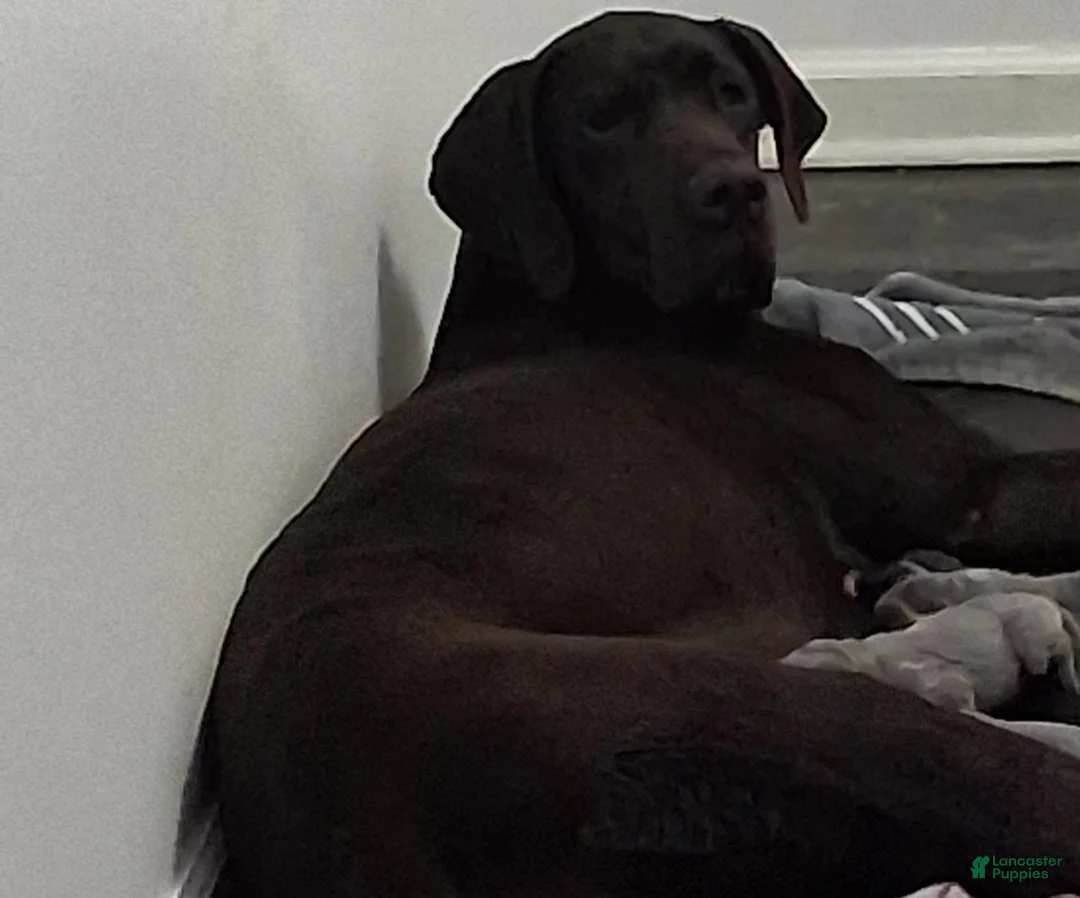 Great Dane dogs for sale: Great Dane 2 - Ad 3