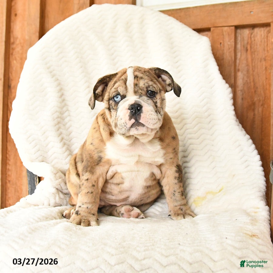 English Bulldog dogs Molly - Ad 1