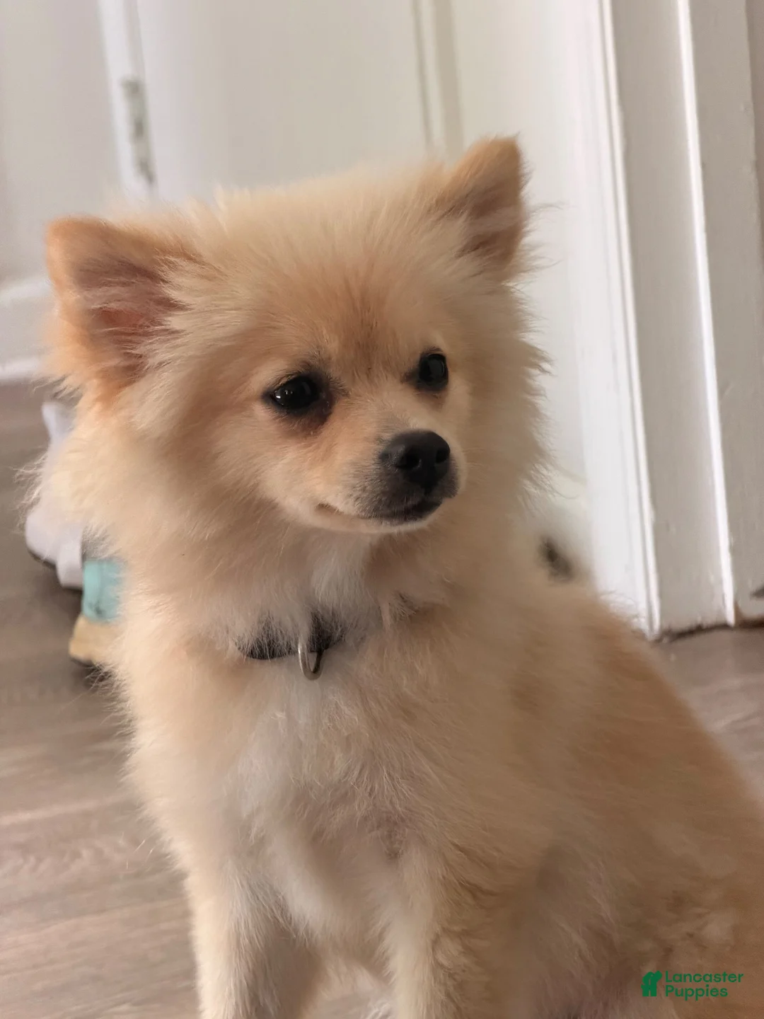 Mixed Breed dogs for sale: Mixed Breed 1 - Ad 1