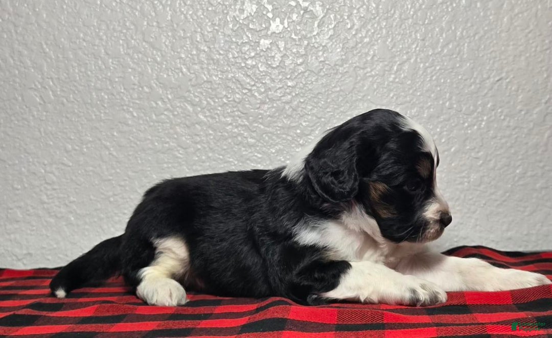 Mini Aussiedoodle dogs for sale: Ollie – Male (Tri-Color) - Ad 2