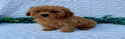 Miniature Poodle dogs for sale: Milo - Ad 4
