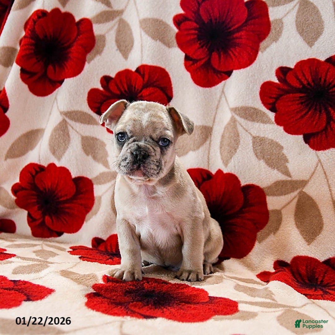 French Bulldog dogs for sale: Blaze - Ad 3