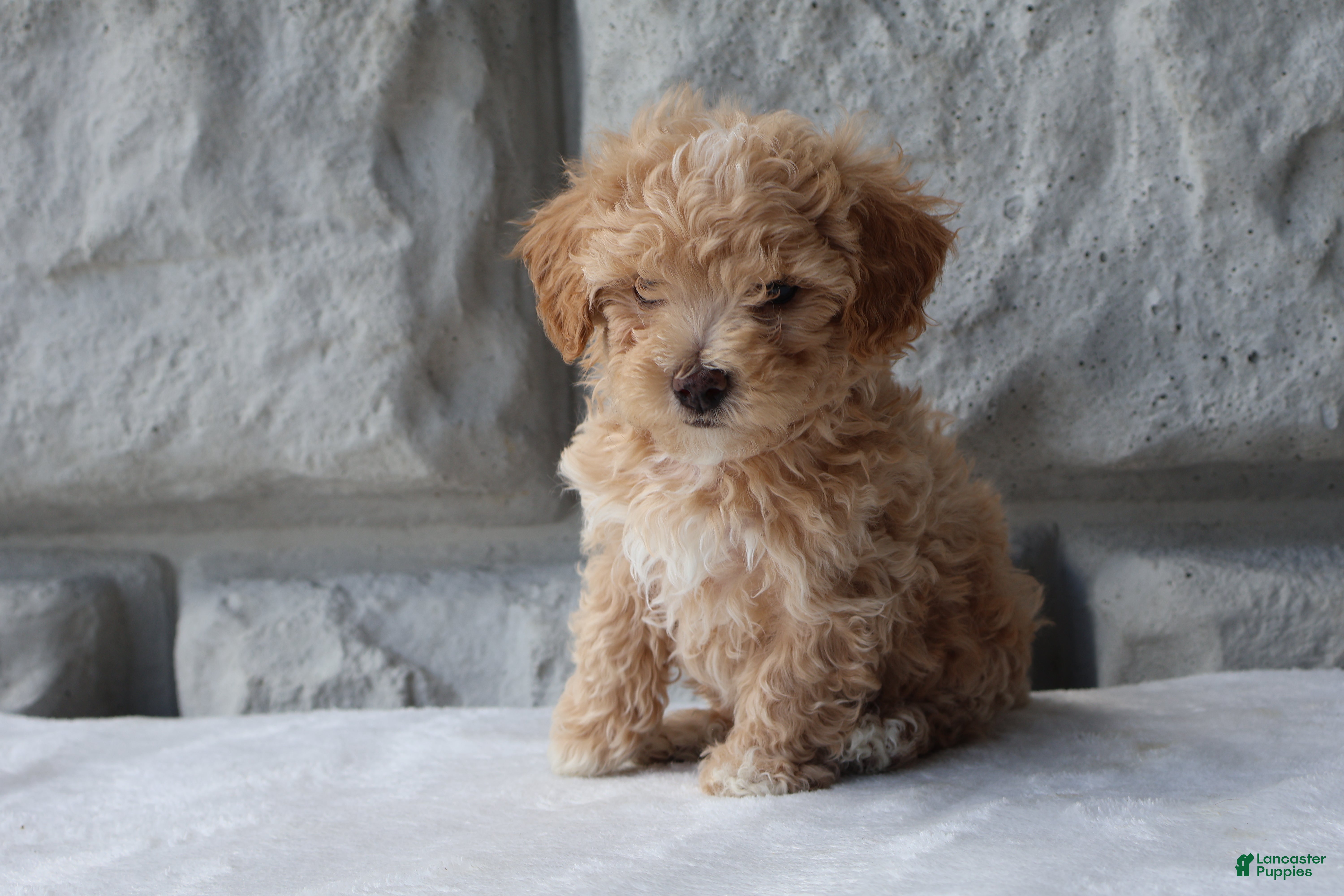 Maltipoo dogs Milo - Ad 2