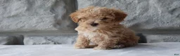Maltipoo dogs for sale: Milo - Ad 2