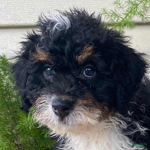 Mini Bernedoodle dogs Bo- mini/medium - Ad 2