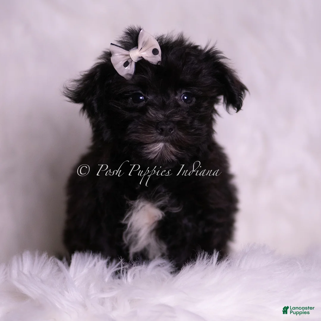 Morkie dogs for sale: Smurf - Ad 5